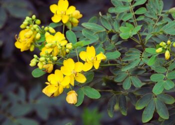 Fedegoso: benefícios, usos medicinais e como utilizar no dia a dia