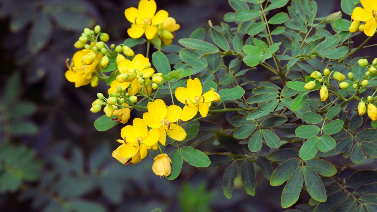 Fedegoso: benefícios, usos medicinais e como utilizar no dia a dia