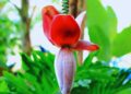 Flor de bananeira: benefícios, usos medicinais e como utilizar no dia a dia