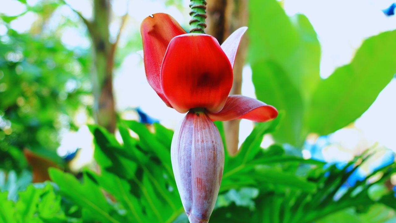 Flor de bananeira: benefícios, usos medicinais e como utilizar no dia a dia