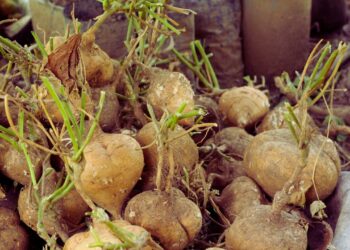 Jacatupé: benefícios, usos medicinais e como utilizar no dia a dia