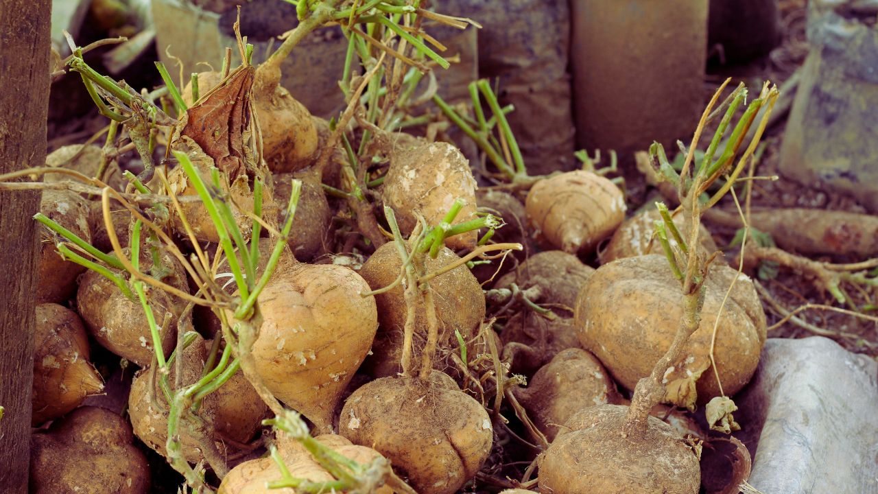Jacatupé: benefícios, usos medicinais e como utilizar no dia a dia