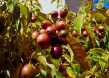 Jambolão: benefícios, usos medicinais e como utilizar no dia a dia