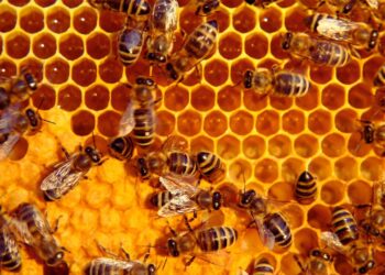 Abelhas amazônicas conquistam o status de sujeitos de direitos na justiça do Equador