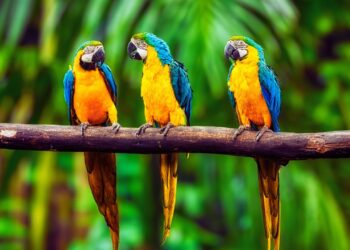 Araras-canindés voltam ao céu do Rio e expõem o desafio real da restauração ecológica