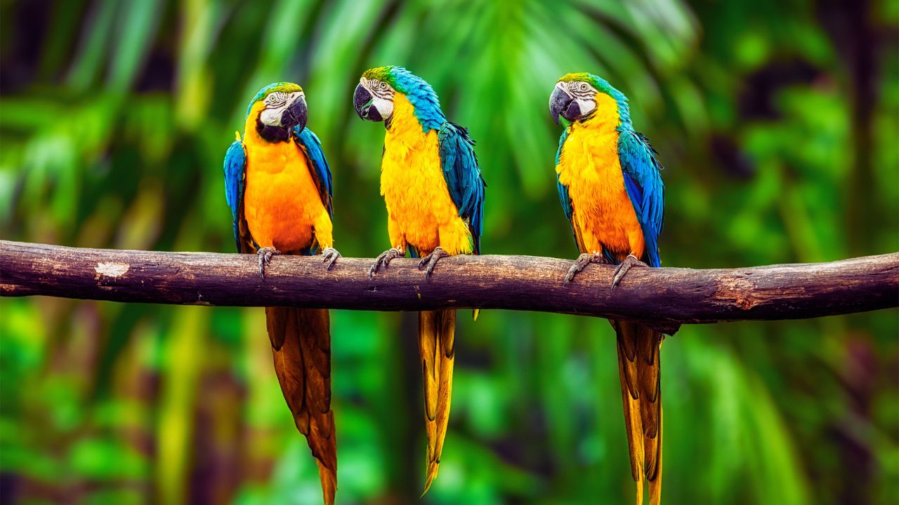 Araras-canindés voltam ao céu do Rio e expõem o desafio real da restauração ecológica