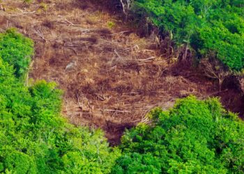 Inpe confirma queda do desmatamento em quase todos os biomas brasileiros em 2024