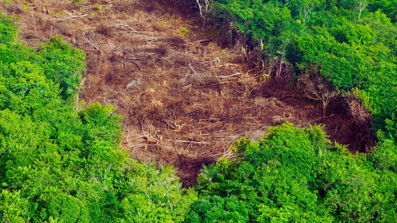 Inpe confirma queda do desmatamento em quase todos os biomas brasileiros em 2024