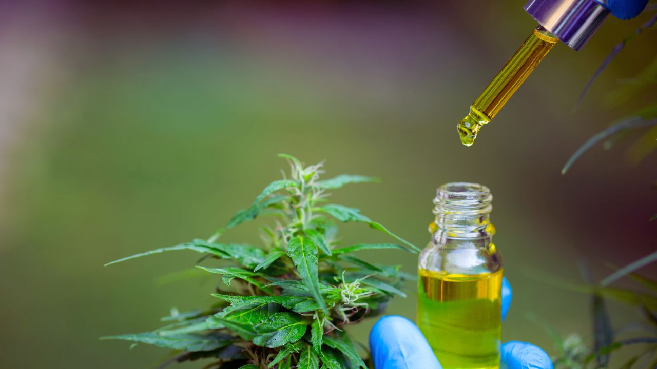 Anvisa autoriza cultivo de cannabis e expande acesso a terapias no Brasil