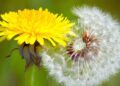Dente-de-leão: benefícios, usos medicinais e como utilizar no dia a dia
