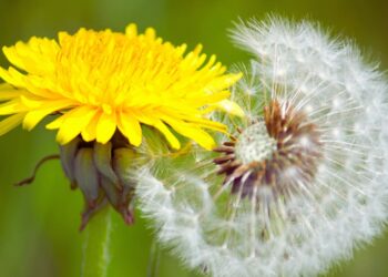 Dente-de-leão: benefícios, usos medicinais e como utilizar no dia a dia