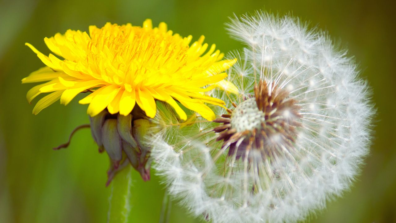Dente-de-leão: benefícios, usos medicinais e como utilizar no dia a dia