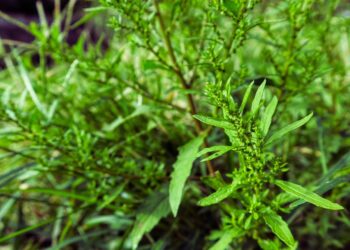 Erva-de-jabuti: benefícios, usos medicinais e como utilizar no dia a dia