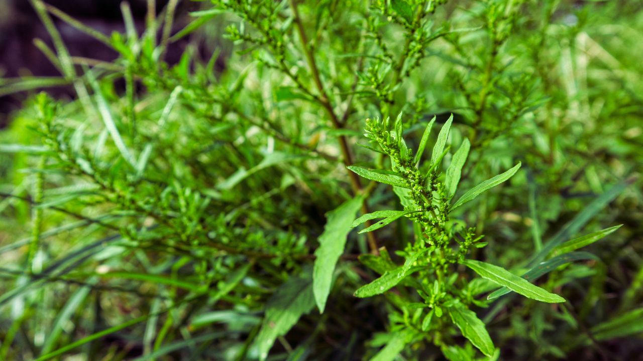 Erva-de-jabuti: benefícios, usos medicinais e como utilizar no dia a dia