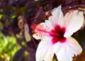 Hibisco nativo brasileiro: benefícios, usos medicinais e como utilizar no dia a dia