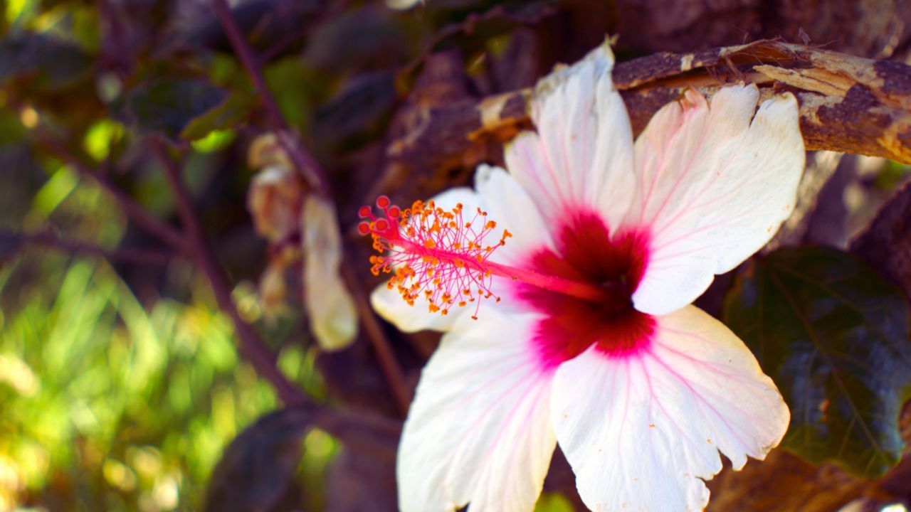 Hibisco nativo brasileiro: benefícios, usos medicinais e como utilizar no dia a dia