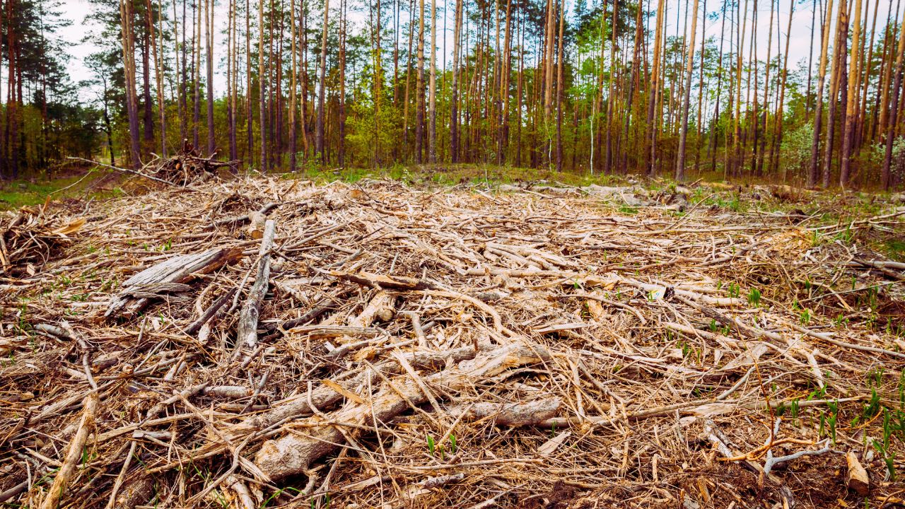 Brasil reduz área queimada em janeiro, mas alta no Pantanal acende alerta