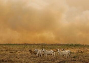 Janeiro escancara avanço dos focos de calor e expõe limites da resposta ambiental