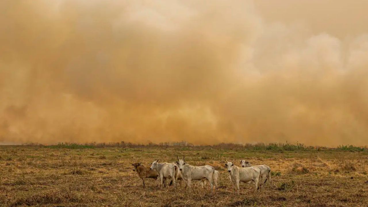 Janeiro escancara avanço dos focos de calor e expõe limites da resposta ambiental