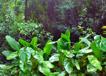 Mata Atlântica vira laboratório de restauração e desafia a própria história