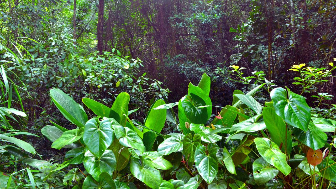 Mata Atlântica vira laboratório de restauração e desafia a própria história