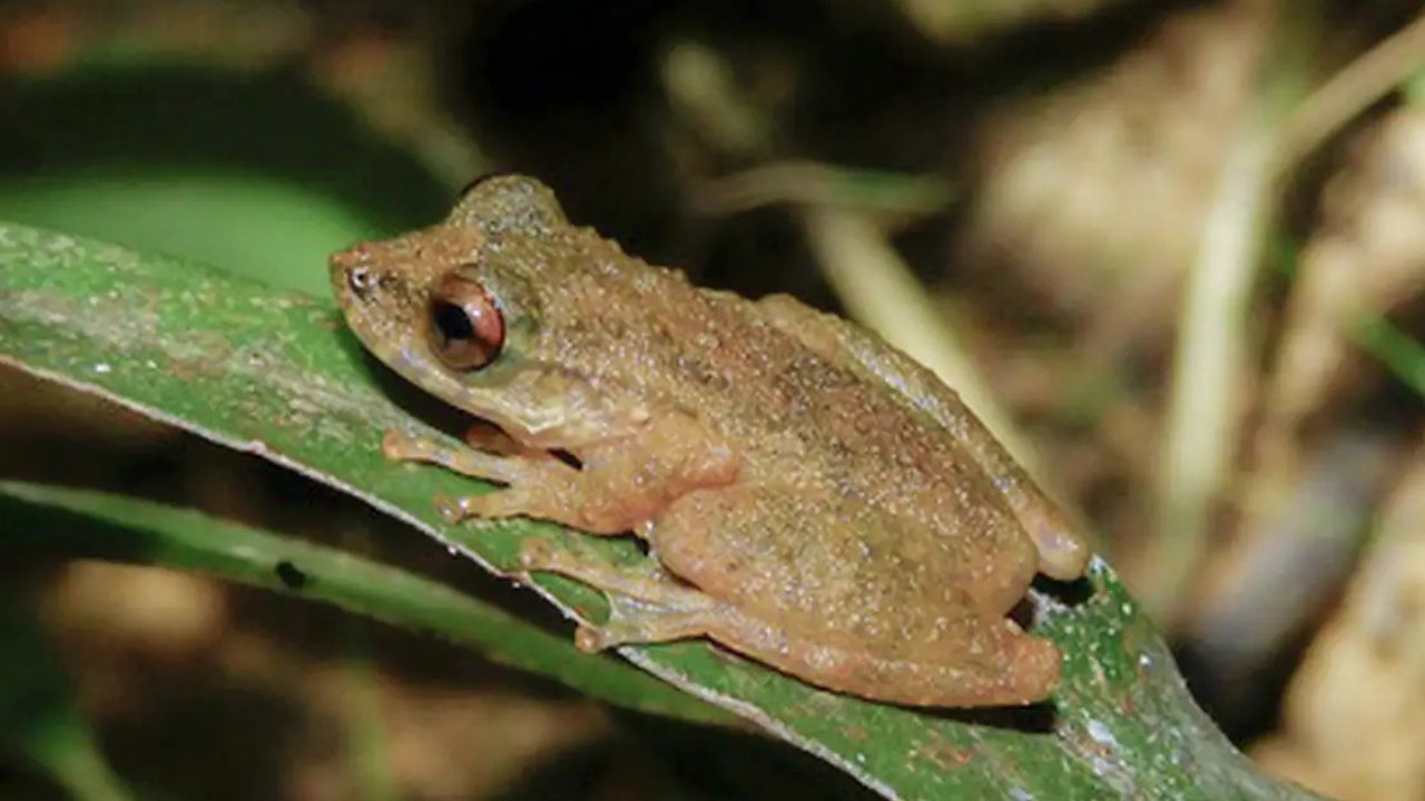Nova perereca descoberta no Cerrado mineiro reforça alerta sobre degradação de riachos